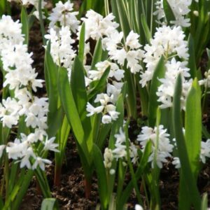 Puschkinia scilloides var. libanotica 'Alba'