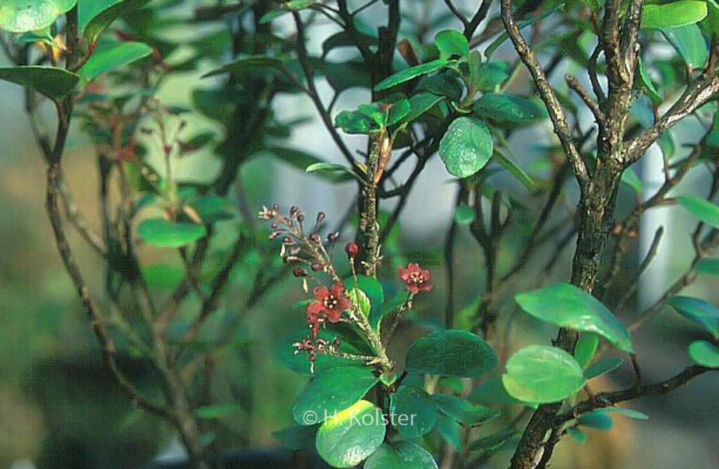 Ribes viburnifolium