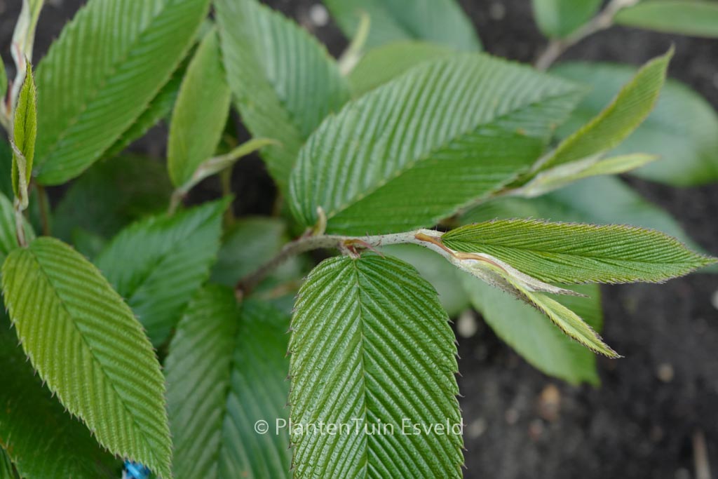 Rubus calophyllus