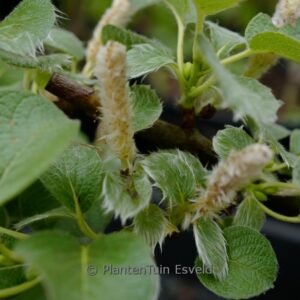 Salix nakamurana yezoalpina