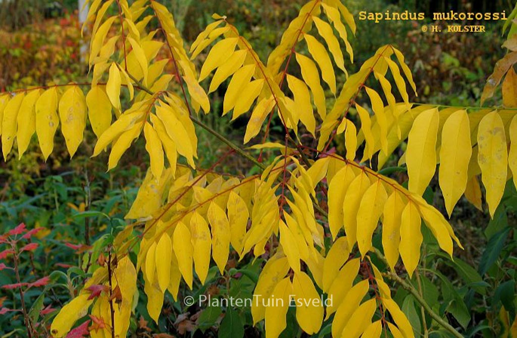 Sapindus mukorossi