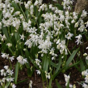 Scilla sibirica 'Alba'