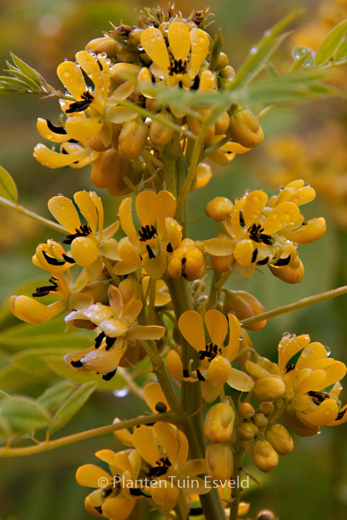 Senna marilandica