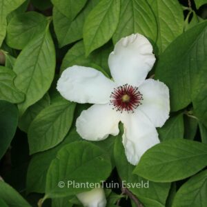 Stewartia malacodendron