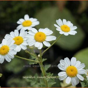 Tanacetum niveum 'Jackpot'