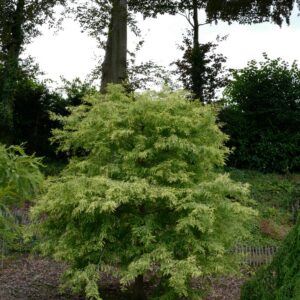 Taxodium distichum 'Peve Yellow'
