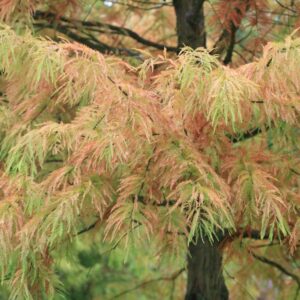 Taxodium distichum var. imbricatum