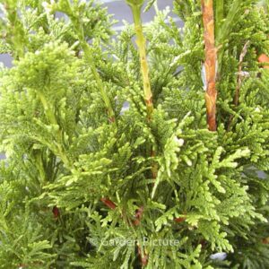 Thuja plicata 'Can-Can'