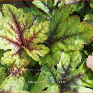 Tiarella 'Candy Striper'