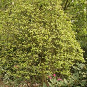 Tilia cordata 'Lico'