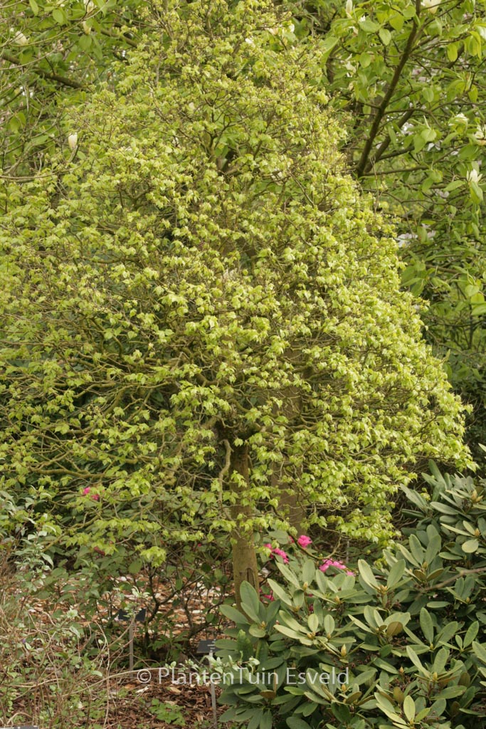 Tilia cordata 'Lico'