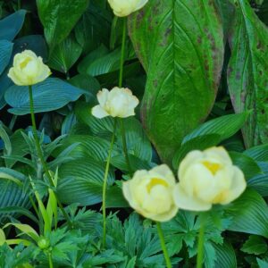 Trollius 'Cheddar'