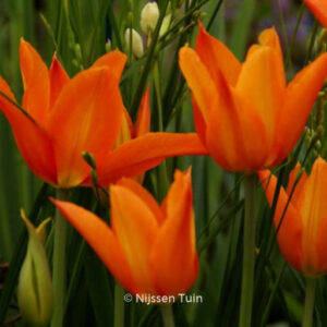 Tulipa 'Ballerina'