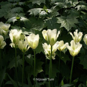 Tulipa 'Spring Green'