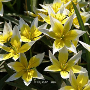 Tulipa tarda