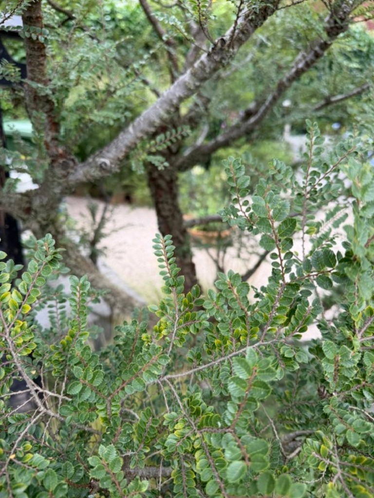 Ulmus parvifolia 'Corticosa'