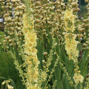 Verbascum 'Gainsborough'
