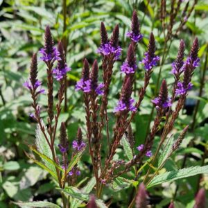 Verbena hastata 'Blue Spires'