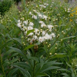 Vernonia 'Speyerer Schneekuppel'