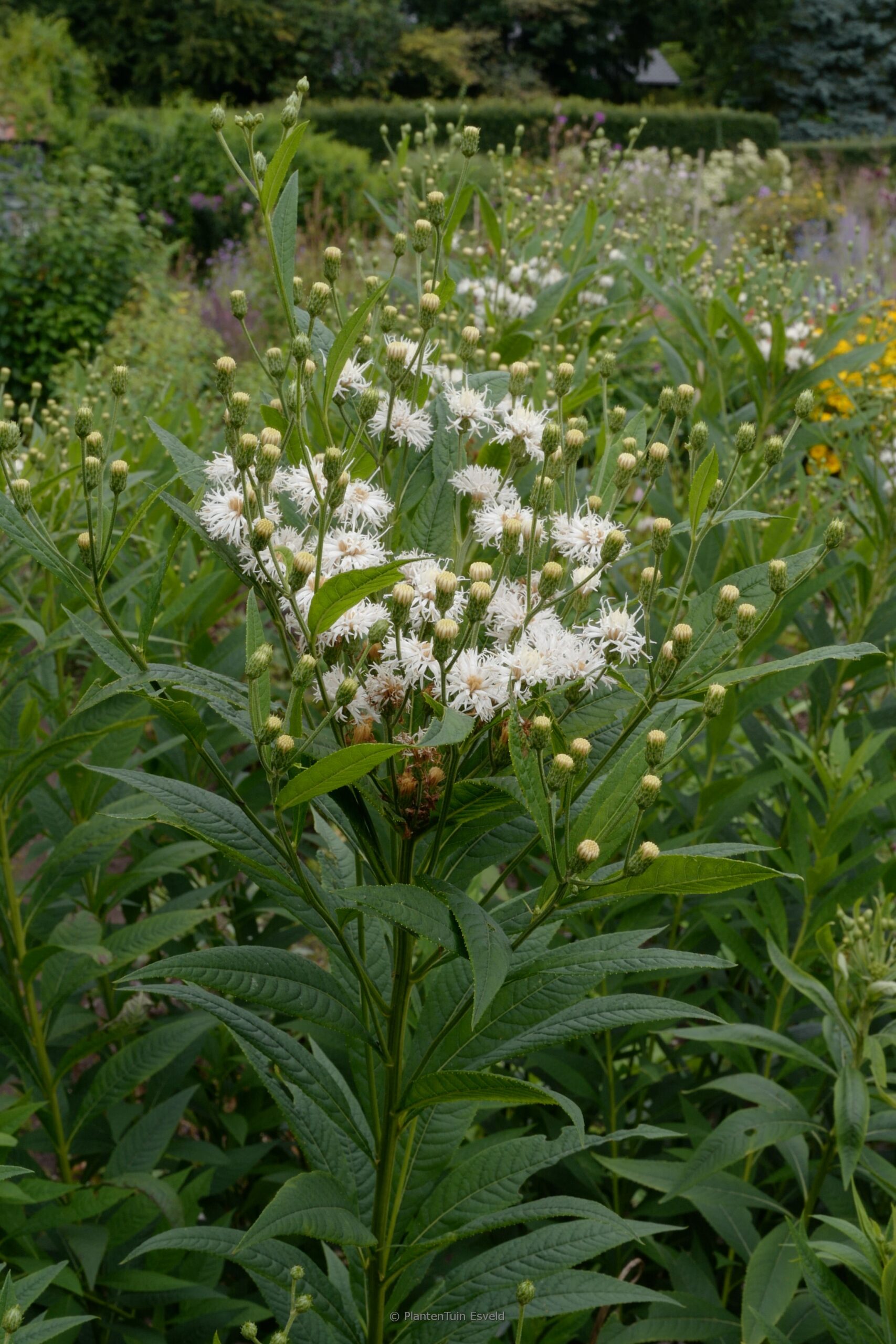 Vernonia 'Speyerer Schneekuppel'
