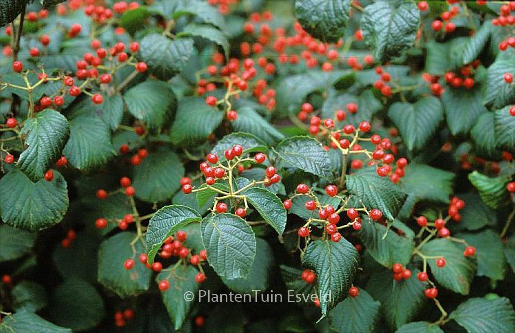 Viburnum dilatatum 'Asian Beauty'
