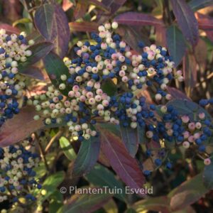 Viburnum nudum 'Bulk' (BRANDYWINE)