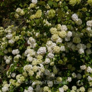 Viburnum plicatum 'Janny'