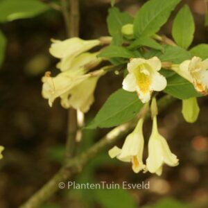 Weigela maximowiczii