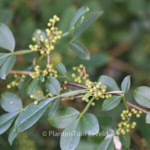 Zanthoxylum armatum