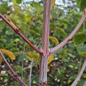 Acer 'Bolsjer'