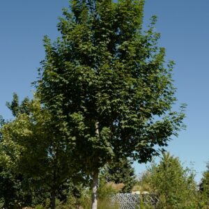 Acer pseudoplatanus 'Rotterdam'