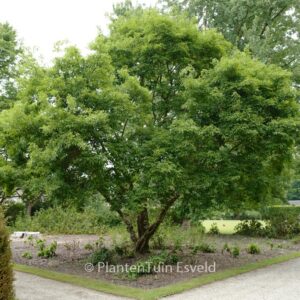 Acer tataricum