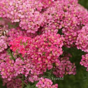 Achillea millefolium 'Pomegranate' (TUTTI FRUTTI)