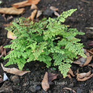 Adiantum venustum
