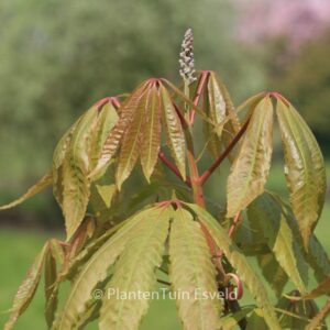 Aesculus indica 'Sidney Pearce'