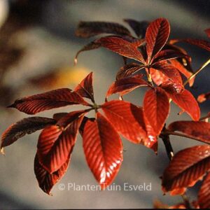 Aesculus pavia