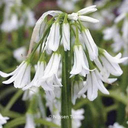 Allium triquetrum