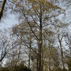 Alnus subcordata