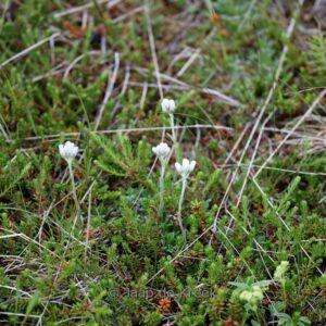 Antennaria dioica