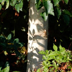 Betula ermanii 'Holland'