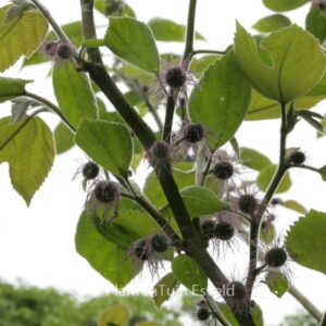 Broussonetia papyrifera
