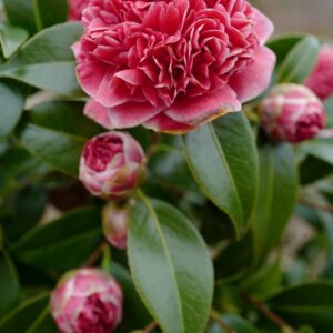 Camellia japonica 'Volunteer'