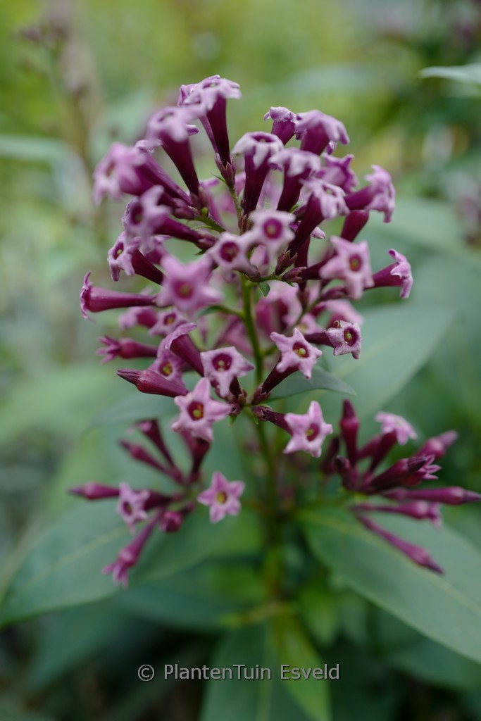 Cestrum x cultum 'Cretan Purple'