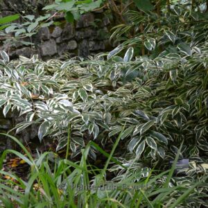 Cleyera japonica 'Fortunei'