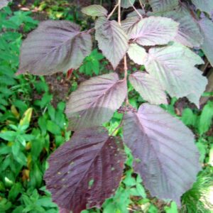 Corylus avellana 'Purpurea'