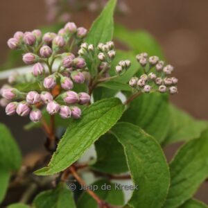 Deutzia discolor 'Major'