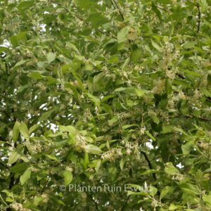 Elaeagnus multiflora