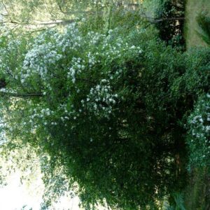 Eucryphia glutinosa