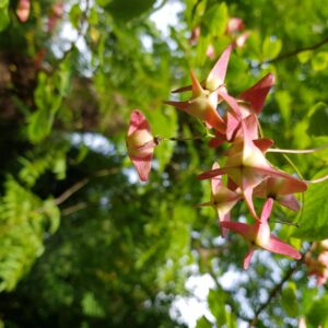 Euonymus macropterus