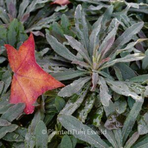 Euphorbia 'Nothowlee' (BLACKBIRD)